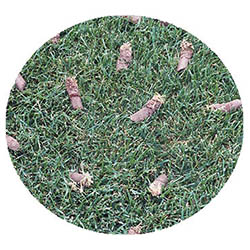 Faribault spring touch aeration and seeding