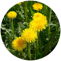 Faribault grass weed control